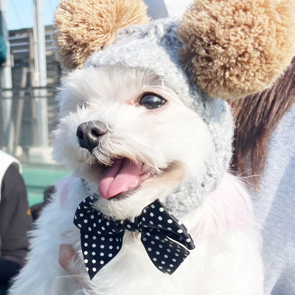 生徒が撮影したモデル犬写真③